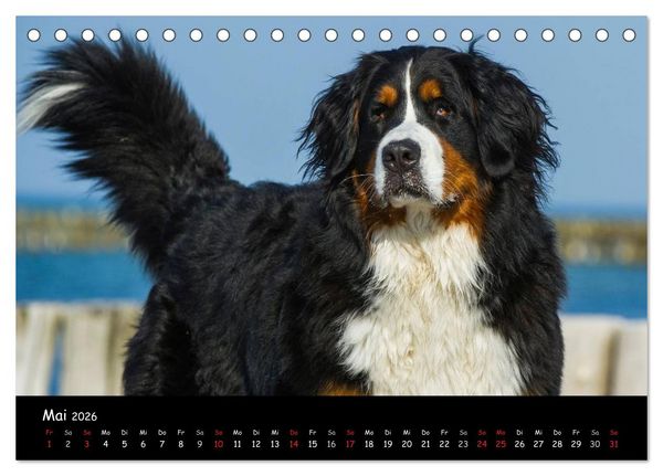 Produktbild: Berner Sennenhund 2026 (Tischkalender 2026 DIN A5 quer), CALVENDO Monatskalender
