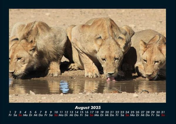 Produktbild: L&ouml;wen in der Wildnis 2025 Fotokalender DIN A4