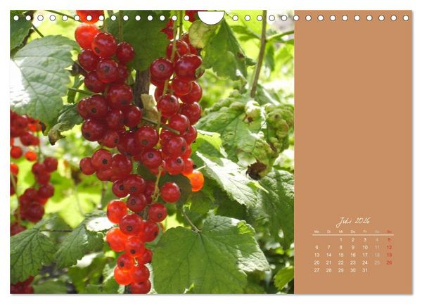 Produktbild: Gartentr&auml;ume (Wandkalender 2026 DIN A4 quer), CALVENDO Monatskalender