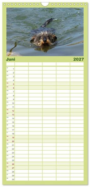 Produktbild: Familienplaner 2027 - Der Zwergrauhaardackel - Eigensinnig und Liebenswert mit 5 Spalten (Wandkalender, 21 x 45 cm) CALVENDO