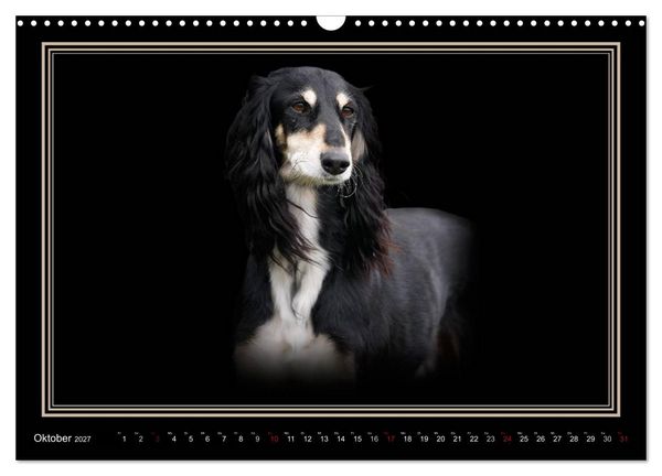 Produktbild: Saluki 2027 (Wandkalender 2027 DIN A3 quer), CALVENDO Monatskalender