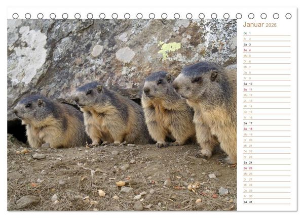 Produktbild: Wildlife - Verspielte Murmeltiere (Tischkalender 2026 DIN A5 quer), CALVENDO Monatskalender