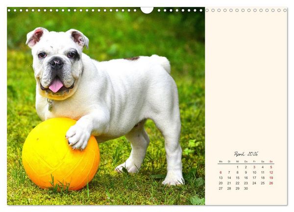 Produktbild: Dicke Freunde. Englische Bulldoggen (Wandkalender 2026 DIN A3 quer), CALVENDO Monatskalender
