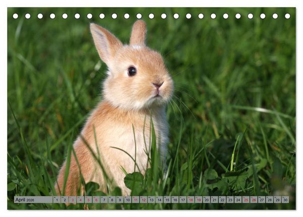 Produktbild: Tierkinder klein und s&uuml;&szlig; (Tischkalender 2026 DIN A5 quer), CALVENDO Monatskalender