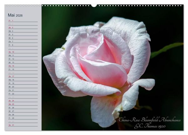 Produktbild: Kurf&uuml;rstliche Rosen Eltville am Rhein (hochwertiger Premium Wandkalender 2026 DIN A2 quer), Kunstdruck in Hochglanz