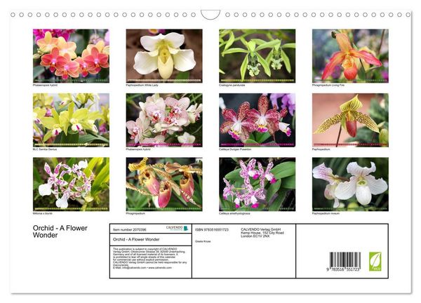 Produktbild: Orchid - A Flower Wonder (Wall Calendar 2026 DIN A3 landscape), CALVENDO 12 Month Wall Calendar