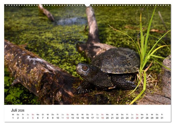 Produktbild: Heimische Tierwelt (Wandkalender 2026 DIN A2 quer), CALVENDO Monatskalender