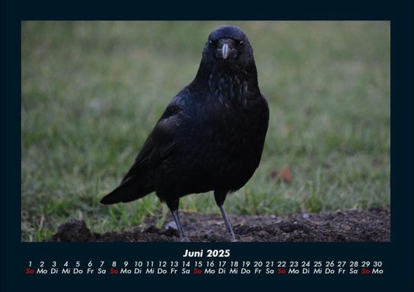 Produktbild: Vogelparadies 2025 Fotokalender DIN A4