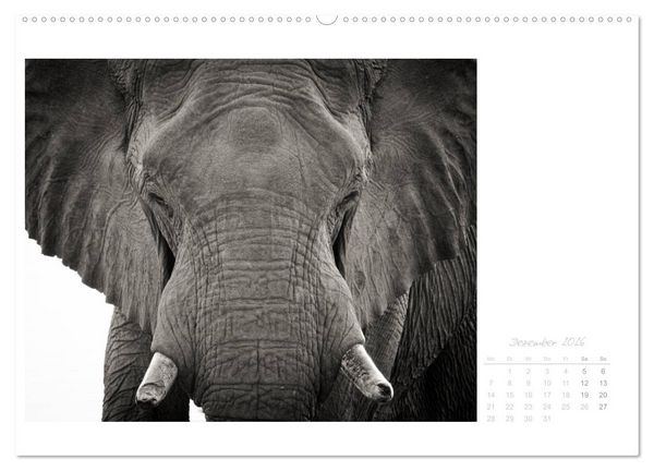Produktbild: Elefanten in Etosha (hochwertiger Premium Wandkalender 2026 DIN A2 quer), Kunstdruck in Hochglanz