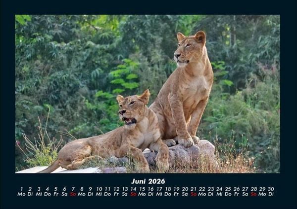 Produktbild: Bilder aus der Natur 2026 Fotokalender DIN A4