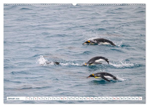 Produktbild: S&uuml;dgeorgien - Abgelegenes Naturparadies (hochwertiger Premium Wandkalender 2026 DIN A2 quer), Kunstdruck in Hochglanz