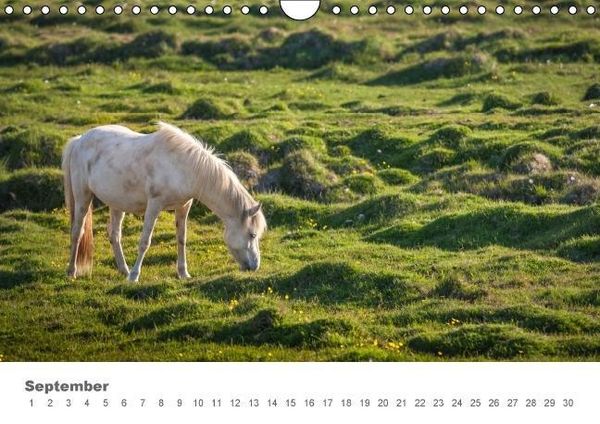 Produktbild: Islandpferde: Gef&auml;hrten der Wikinger (Wandkalender immerw&auml;hrend DIN A4 quer)