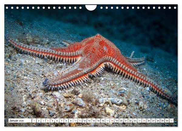 Produktbild: Tauchen im Mittelmeer (Wandkalender 2026 DIN A4 quer), CALVENDO Monatskalender