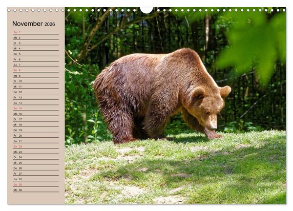 Produktbild: B&auml;ren. Unterwegs mit Meister Petz (Wandkalender 2026 DIN A3 quer), CALVENDO Monatskalender