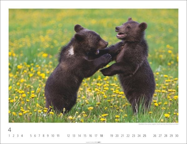 Produktbild: B&auml;ren Kalender 2027