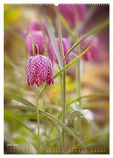 Produktbild: NATUR PUR Kleine Blumen am Wegesrand (Wandkalender 2026 DIN A2 hoch), CALVENDO Monatskalender