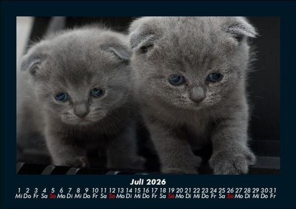 Produktbild: F&uuml;r Katzenfreunde 2026 Fotokalender DIN A5