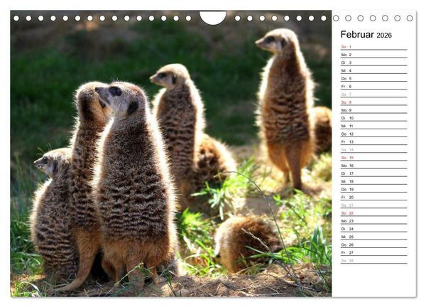 Produktbild: Erdm&auml;nnchen - Die Kobolde im Tierreich (Wandkalender 2026 DIN A4 quer), CALVENDO Monatskalender