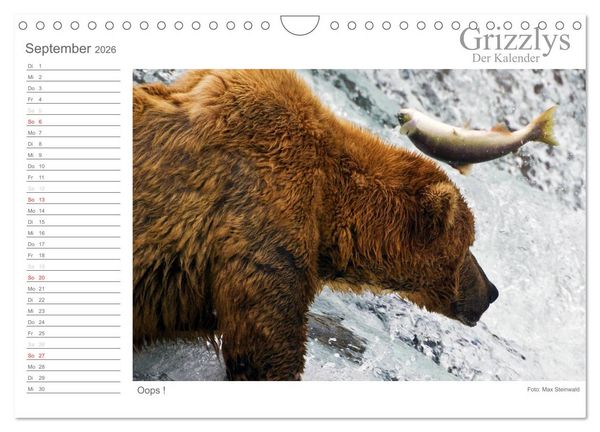 Produktbild: Grizzlys - Der Kalender (Wandkalender 2026 DIN A4 quer), CALVENDO Monatskalender