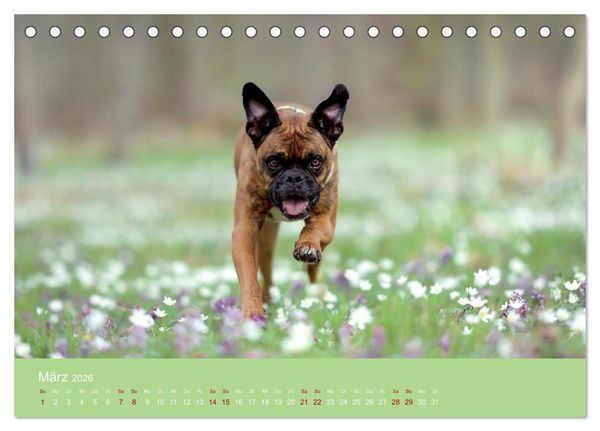 Produktbild: Fantastische Boxer - Sieger der Herzen (Tischkalender 2026 DIN A5 quer), CALVENDO Monatskalender