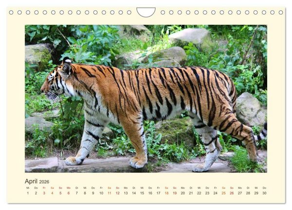 Produktbild: Sibirische Tigerportraits (Wandkalender 2026 DIN A4 quer), CALVENDO Monatskalender