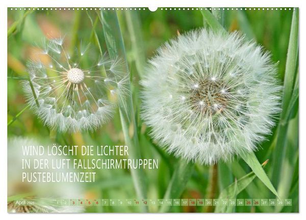 Produktbild: Haiku Poesie in Wort und Bild (Wandkalender 2026 DIN A2 quer), CALVENDO Monatskalender