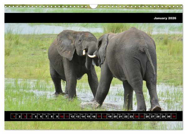Produktbild: Elephants of Botswana (Wall Calendar 2026 DIN A3 landscape), CALVENDO 12 Month Wall Calendar
