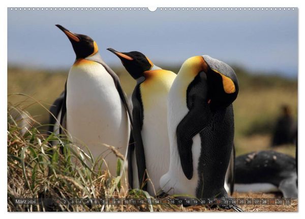 Produktbild: Pinguine in Patagonien (Wandkalender 2026 DIN A2 quer), CALVENDO Monatskalender