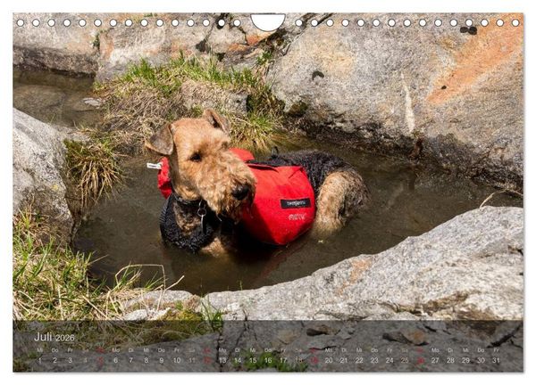 Produktbild: Der Bergdale - mit Hund im Hochgebirge (Wandkalender 2026 DIN A4 quer), CALVENDO Monatskalender