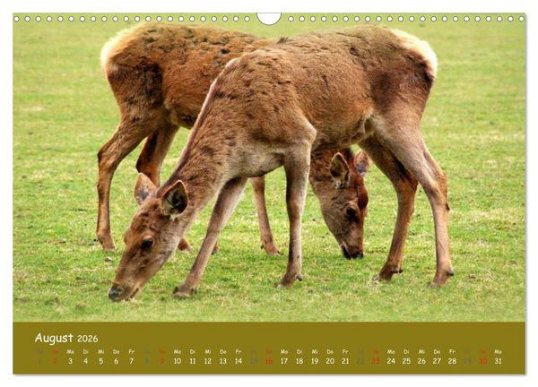 Produktbild: Begegnungen. DER HIRSCH (Wandkalender 2026 DIN A3 quer), CALVENDO Monatskalender