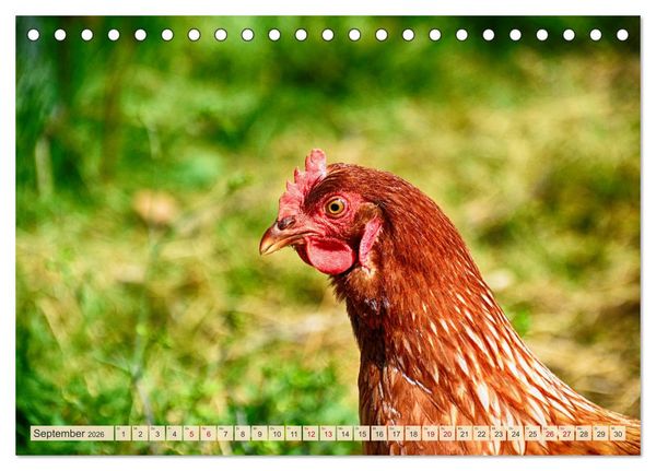 Produktbild: Charmante H&uuml;hner (Tischkalender 2026 DIN A5 quer), CALVENDO Monatskalender
