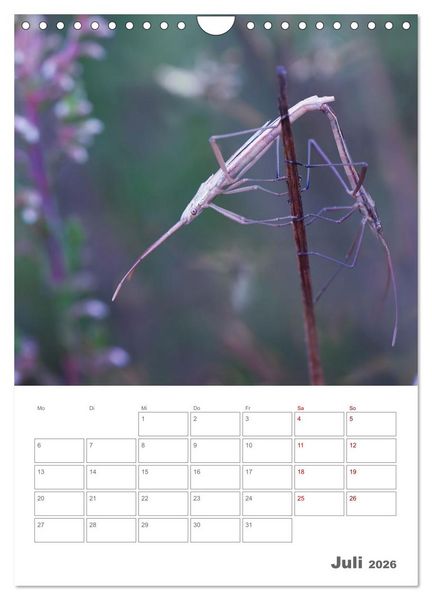 Produktbild: Helden in der Natur (Wandkalender 2026 DIN A4 hoch), CALVENDO Monatskalender