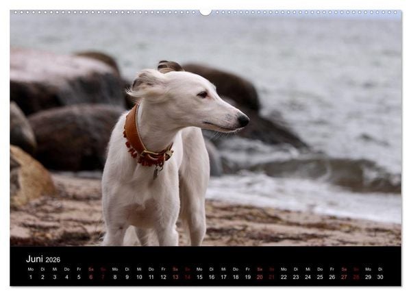 Produktbild: Der Silken Windsprite - ein Seelenhund (hochwertiger Premium Wandkalender 2026 DIN A2 quer), Kunstdruck in Hochglanz