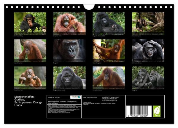 Produktbild: Menschenaffen. Gorillas, Schimpansen, Orang-Utans (Wandkalender 2026 DIN A4 quer), CALVENDO Monatskalender