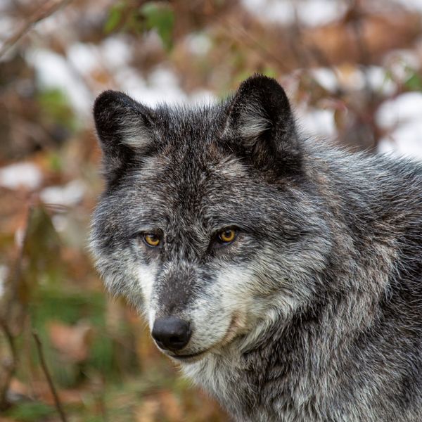Produktbild: W&ouml;lfe / Wolves 2027