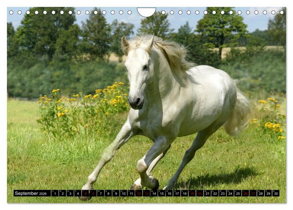 Produktbild: Dein Freund, dein Pferd (Wandkalender 2026 DIN A4 quer), CALVENDO Monatskalender
