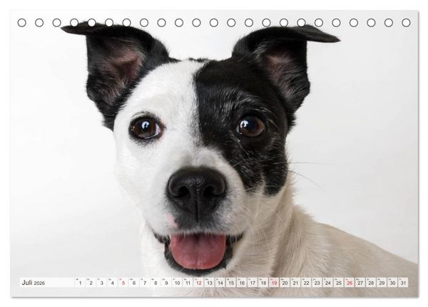 Produktbild: Kleine Hunde - Gro&szlig;e Blicke (Tischkalender 2026 DIN A5 quer), CALVENDO Monatskalender