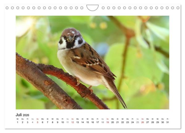 Produktbild: Gefiederte Garteng&auml;ste, Spatzenleben (Wandkalender 2026 DIN A4 quer), CALVENDO Monatskalender