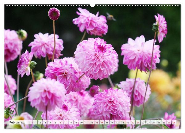 Produktbild: Herzensblumen (Wandkalender 2027 DIN A2 quer), CALVENDO Monatskalender