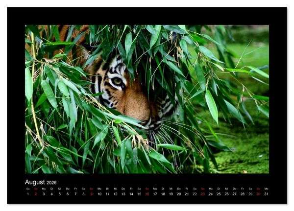Produktbild: Welt der Katzen - Tiger (Tischkalender 2026 DIN A5 quer), CALVENDO Monatskalender