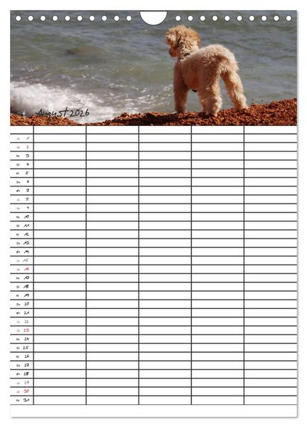 Produktbild: Der Pudel-Familienplaner (Wandkalender 2026 DIN A4 hoch), CALVENDO Monatskalender