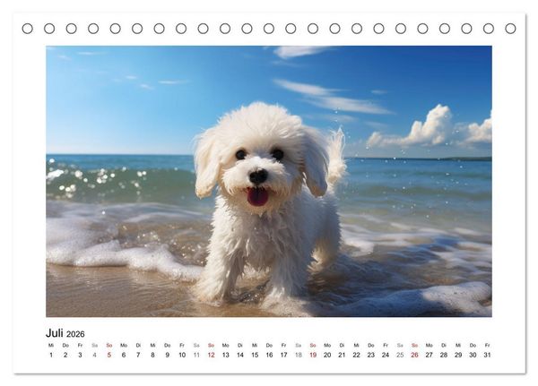 Produktbild: Bichon fris&eacute;, wei&szlig;e H&uuml;ndchen mit lockigem Haar (Tischkalender 2026 DIN A5 quer), CALVENDO Monatskalender