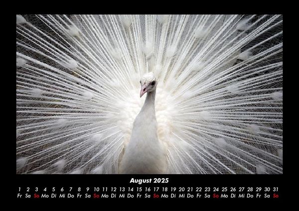 Produktbild: V&ouml;gel 2025 Fotokalender DIN A3