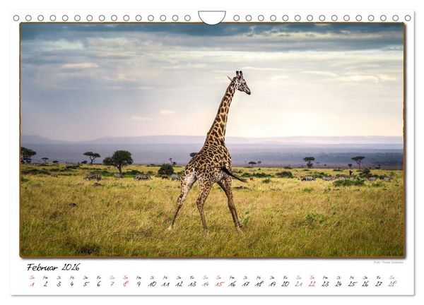 Produktbild: Abenteuer Masai Mara (Wandkalender 2026 DIN A4 quer), CALVENDO Monatskalender