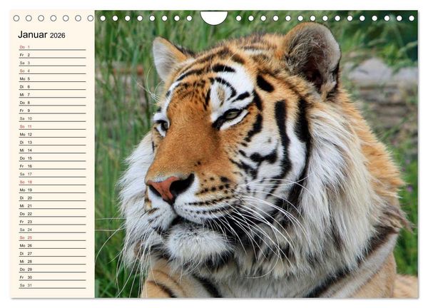 Produktbild: Tiger. Gestreift, wild und sch&ouml;n (Wandkalender 2026 DIN A4 quer), CALVENDO Monatskalender