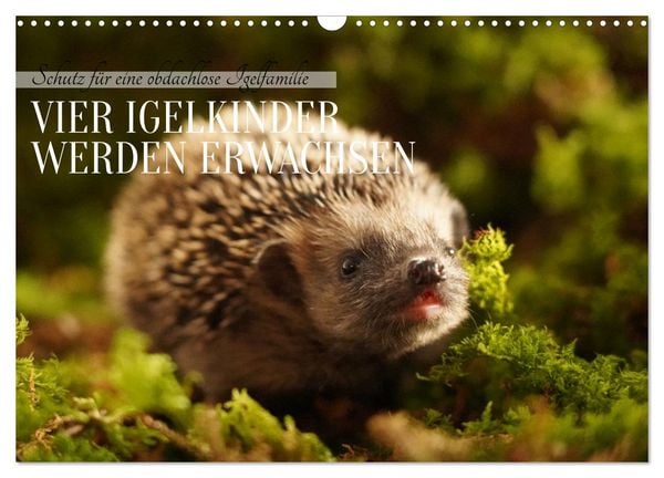 Produktbild: Schutz f&uuml;r eine obdachlose Igelfamilie - Vier Igelkinder werden erwachsen. (Wandkalender 2026 DIN A3 quer), CALVENDO Monatskalender