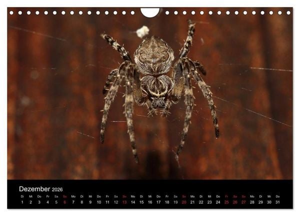 Produktbild: Unsere Spinnen - im Gespr&auml;ch (Wandkalender 2026 DIN A4 quer), CALVENDO Monatskalender