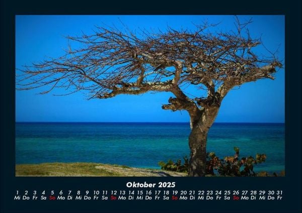 Produktbild: B&auml;ume 2025 Fotokalender DIN A4