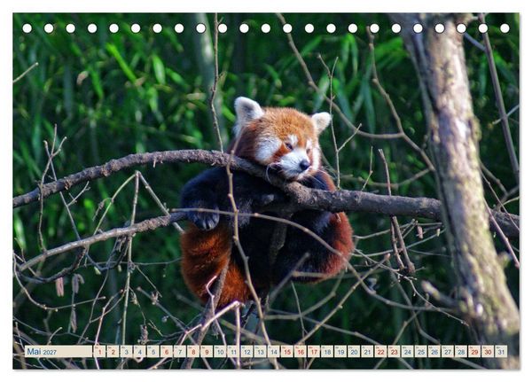 Produktbild: Kleiner Panda auf Entdeckungstour (Tischkalender 2027 DIN A5 quer), CALVENDO Monatskalender