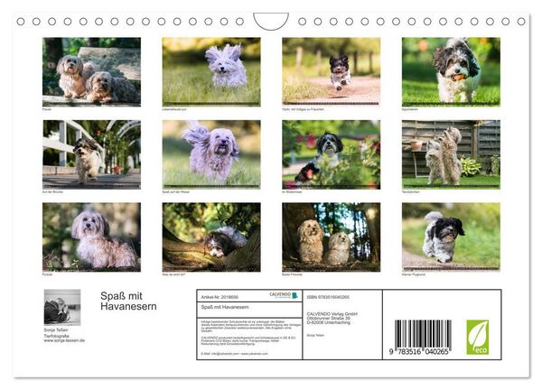 Produktbild: Spa&szlig; mit Havanesern (Wandkalender 2026 DIN A4 quer), CALVENDO Monatskalender